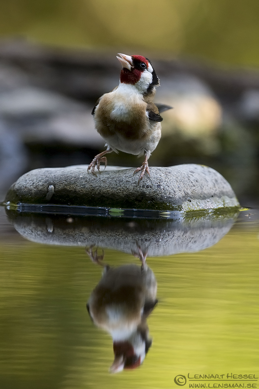 150618 Goldfinch drinking Gulping Goldfinch bee-eater