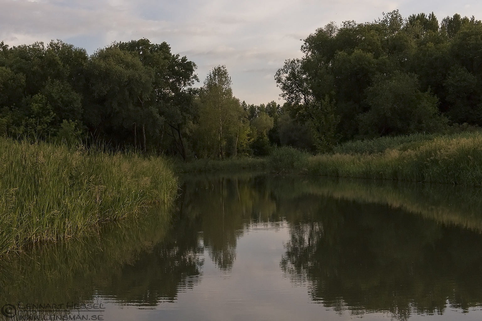 150618 Lake Tisza Lake Tisza channel bee-eater