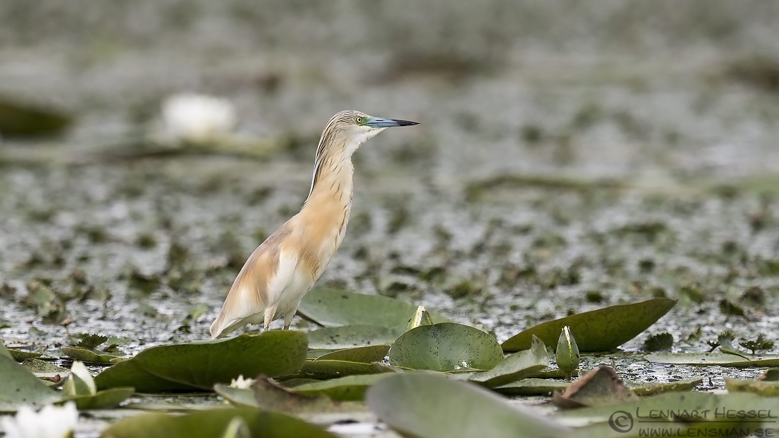 150618 Squacco Heron Squacco heron bee-eater