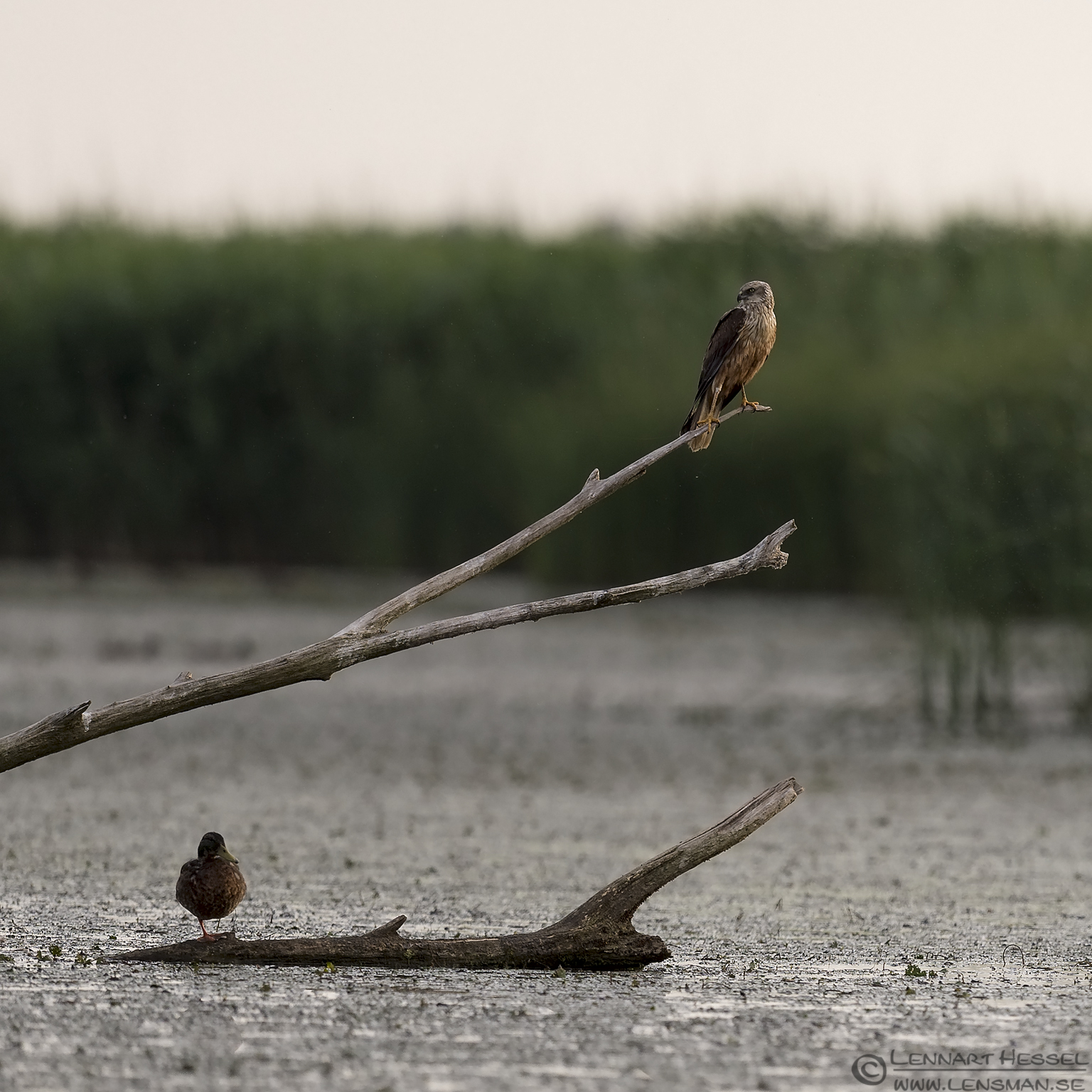 150618 Western Marsh-Harrier Western Marsh-harrier bee-eater