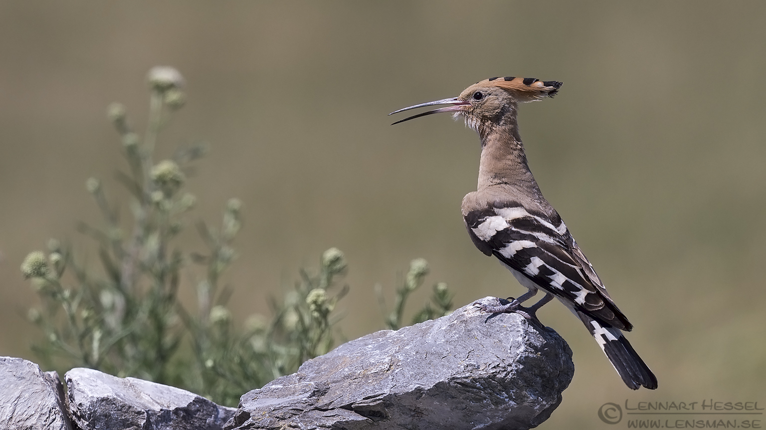 150619 Hoopoe Hoopoe bee-eater