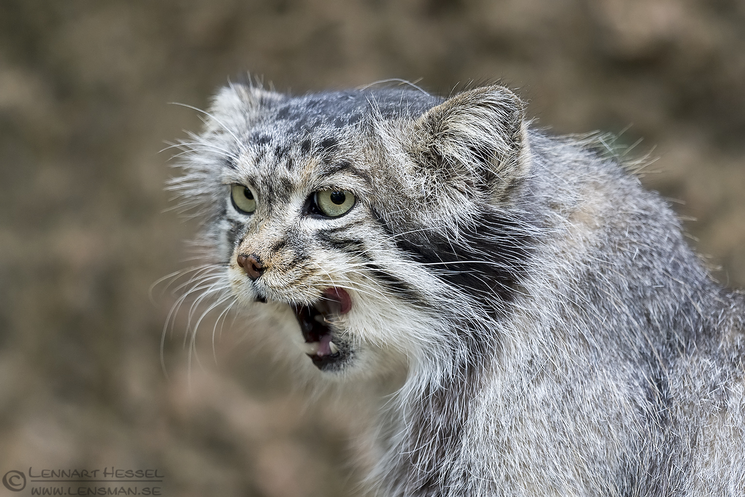 150711 Pallas's cat Pallas's cat months