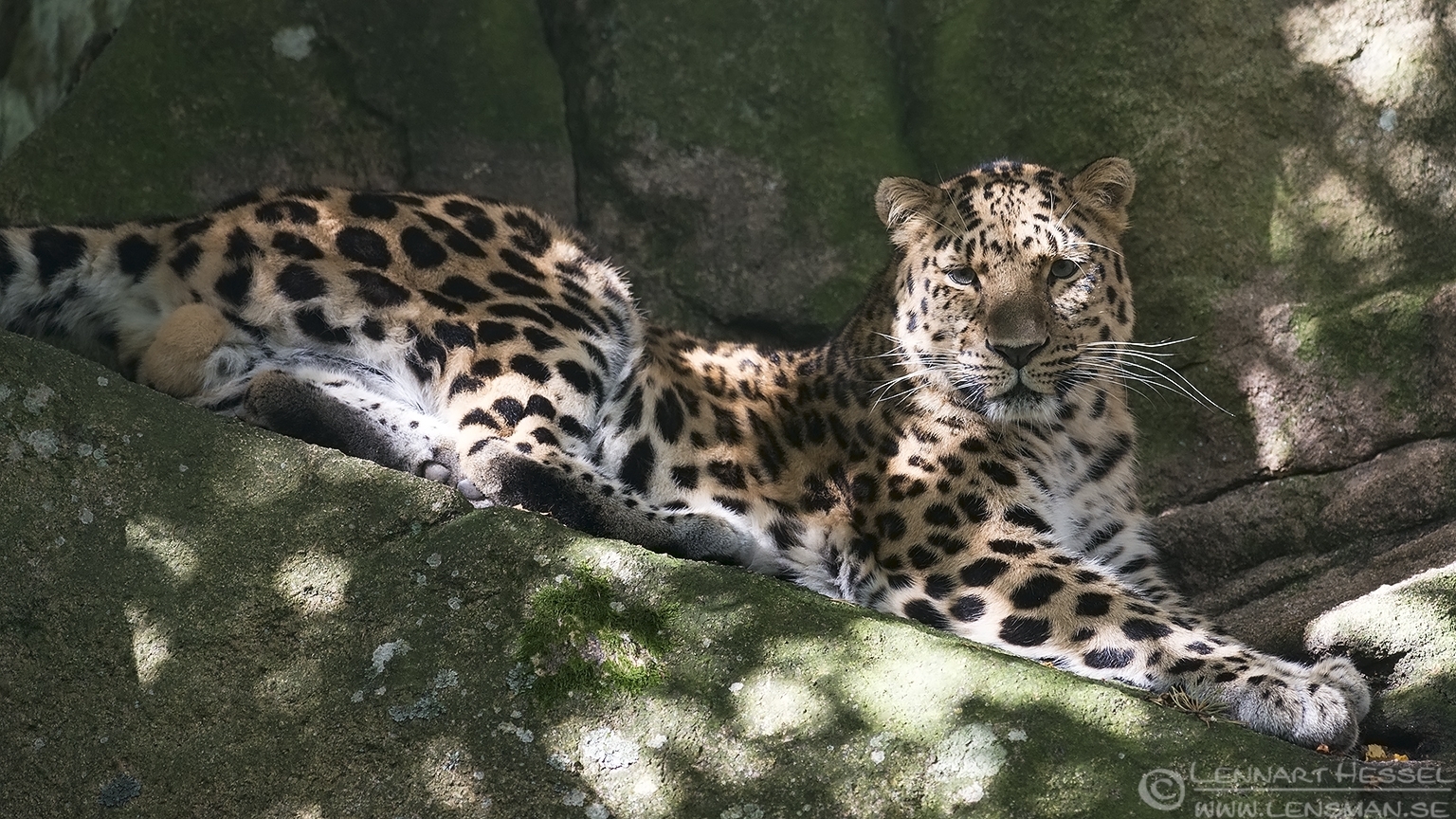 150829 Amur Leopard Amur leopard months