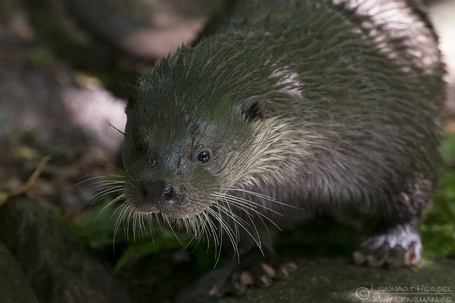 150829 European otter side glance European Otter months