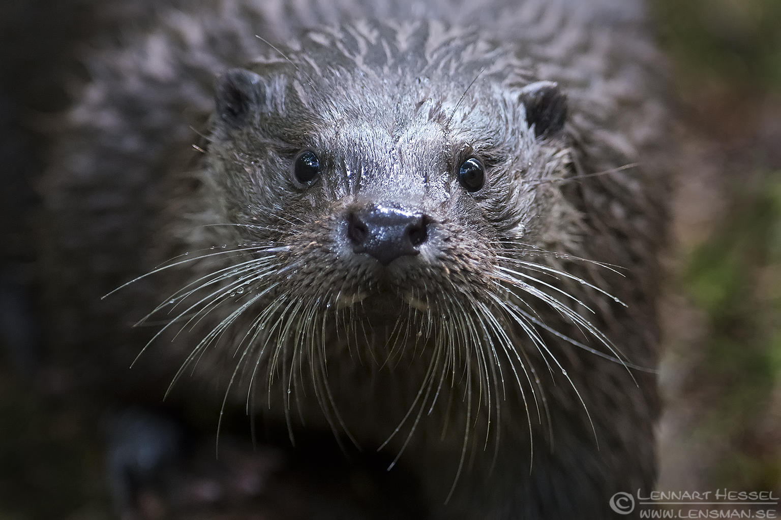 150829 European otter straight European Otter months