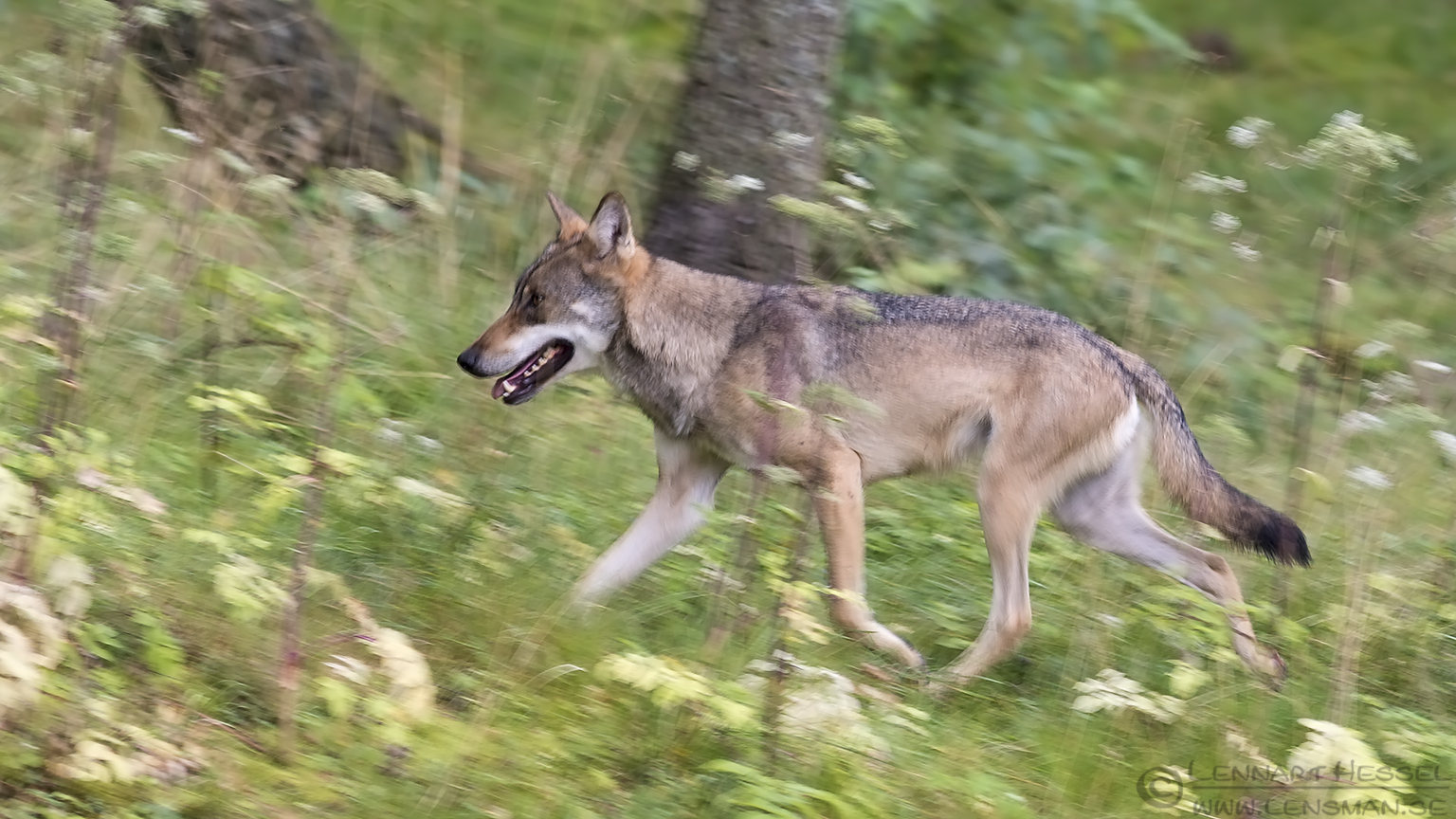 150829 Grey Wolf running pano Grey Wolf pano months