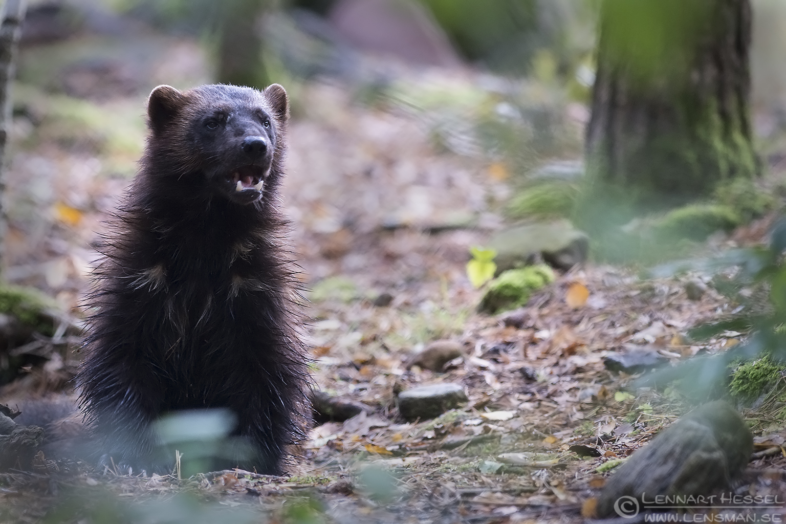 150829 Wolverine waking up Wolverine months
