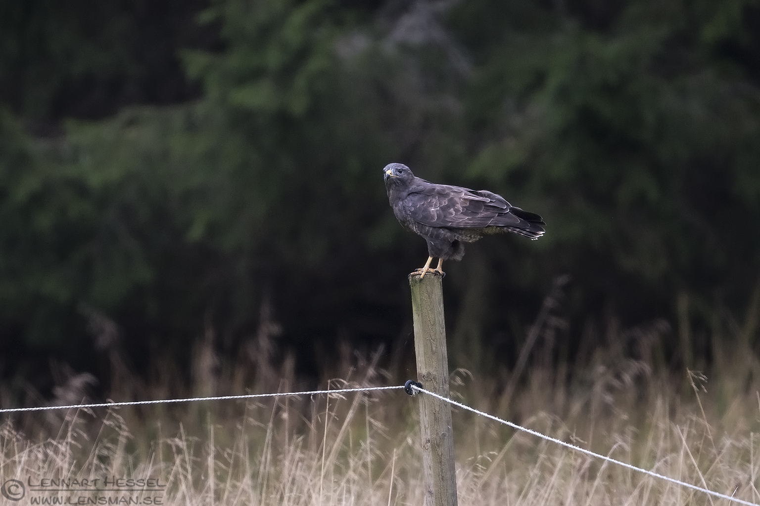 150913 Common Buzzard Common Buzzard calibrations and tests