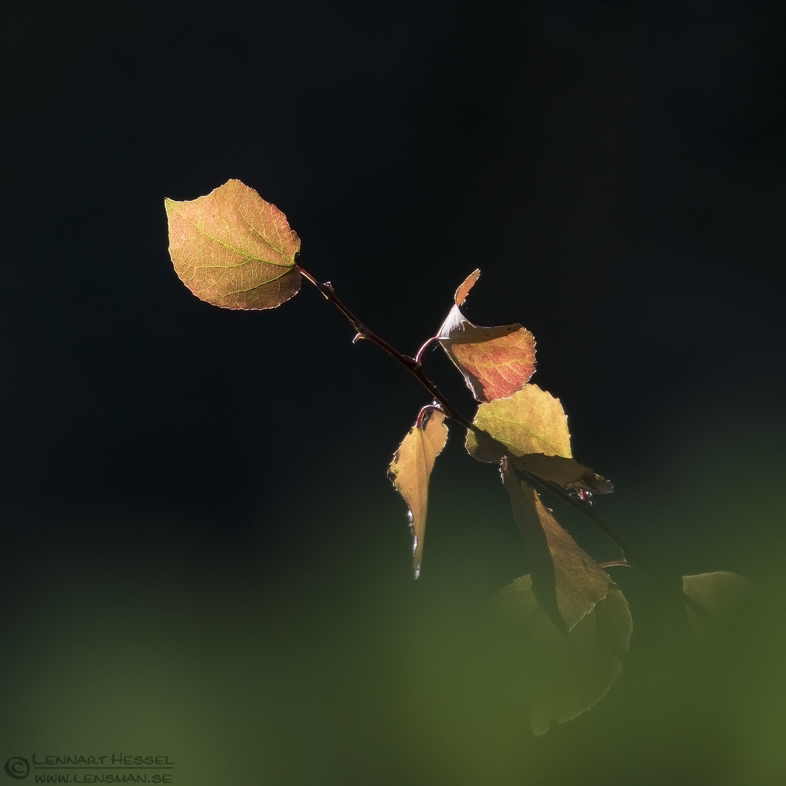 150913 Leaves Leaves calibrations and tests