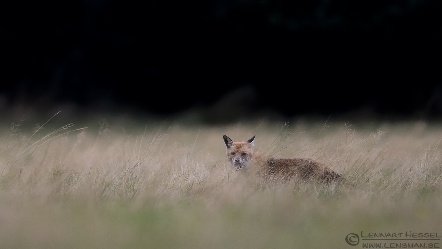 150913 Red Fox chewing Chewing Red Fox calibrations and tests
