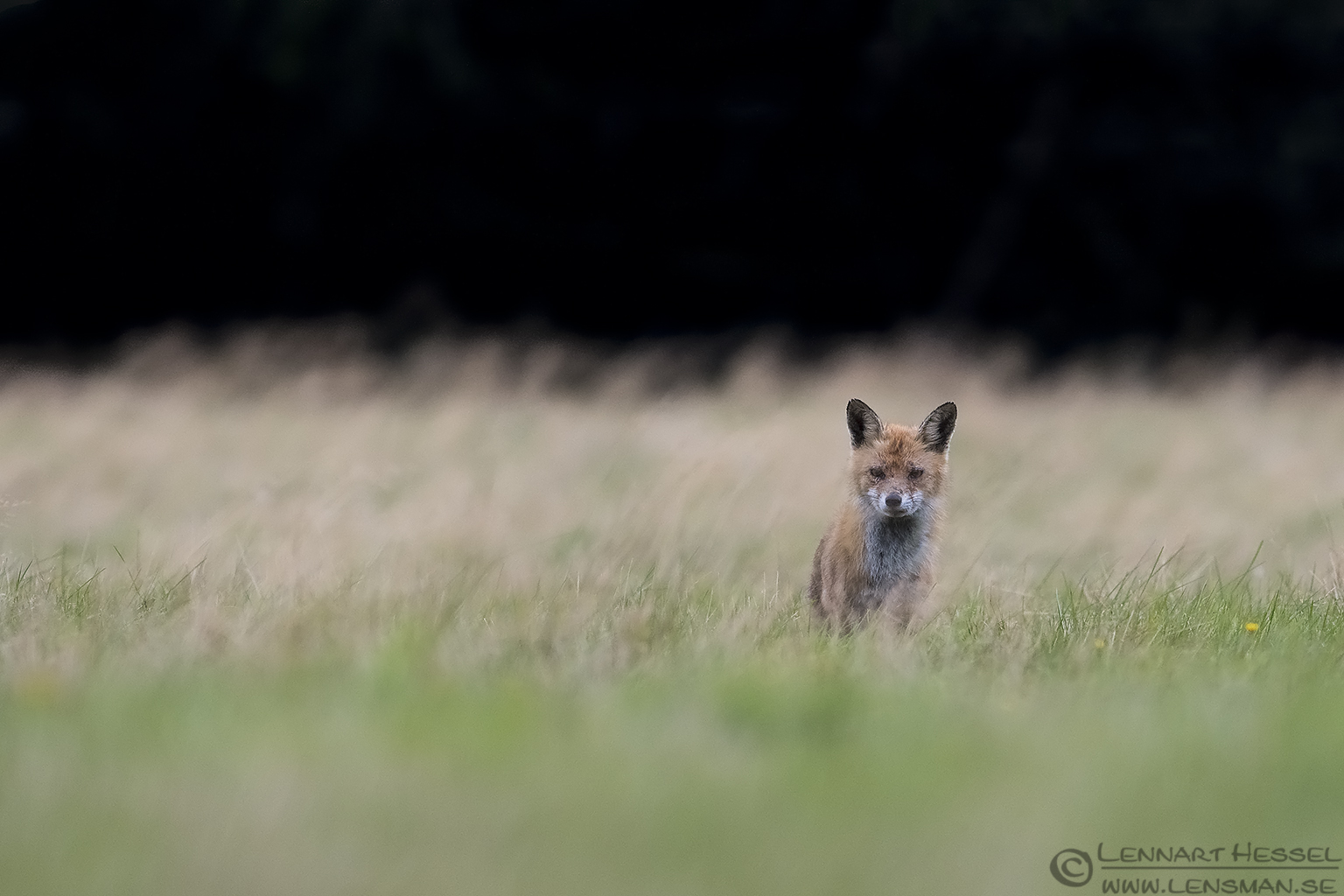 150913 Red Fox curious Curious Red Fox calibrations and tests