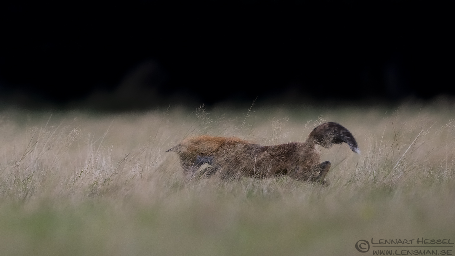 150913 Red Fox jumping Jumping Red Fox calibrations an tests