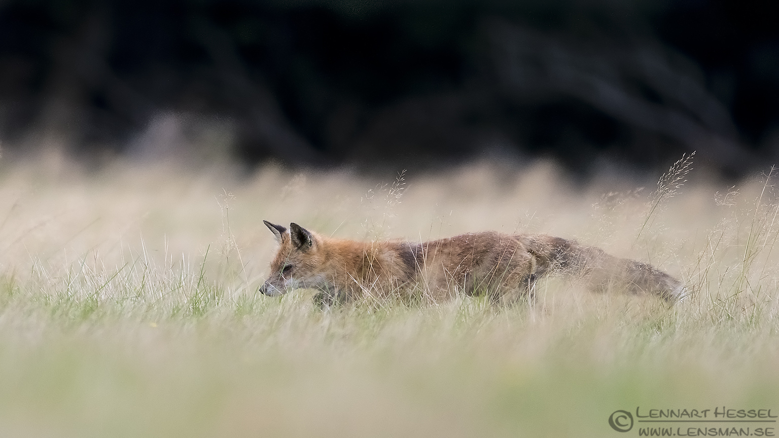 Skulking Red Fox calibrations and tests