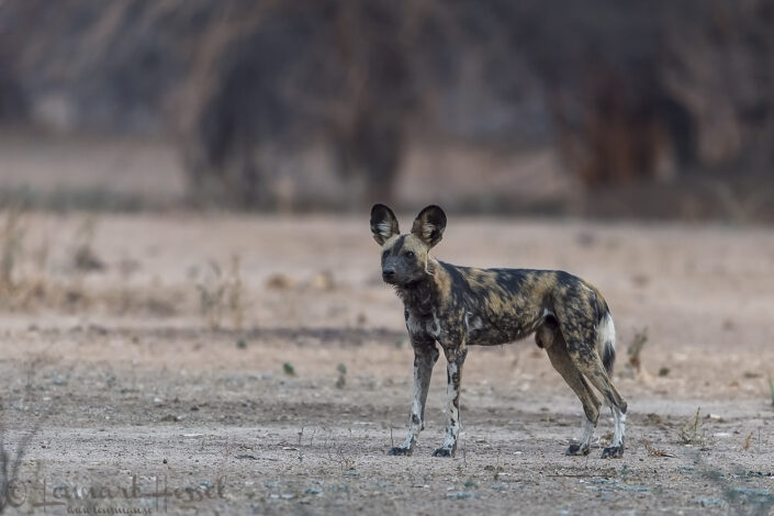 150929 Painted Dog Painted Dogs Mana Pools National Park