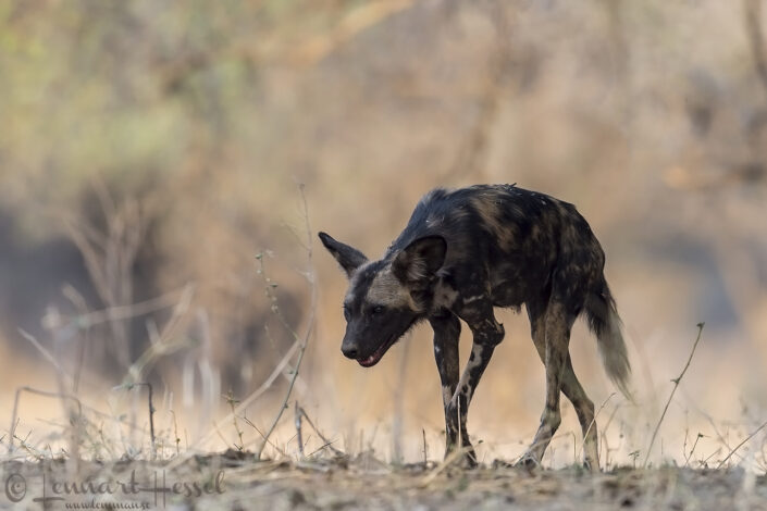 150929 Painted Dog skulk Painted Dogs Mana Pools National Park