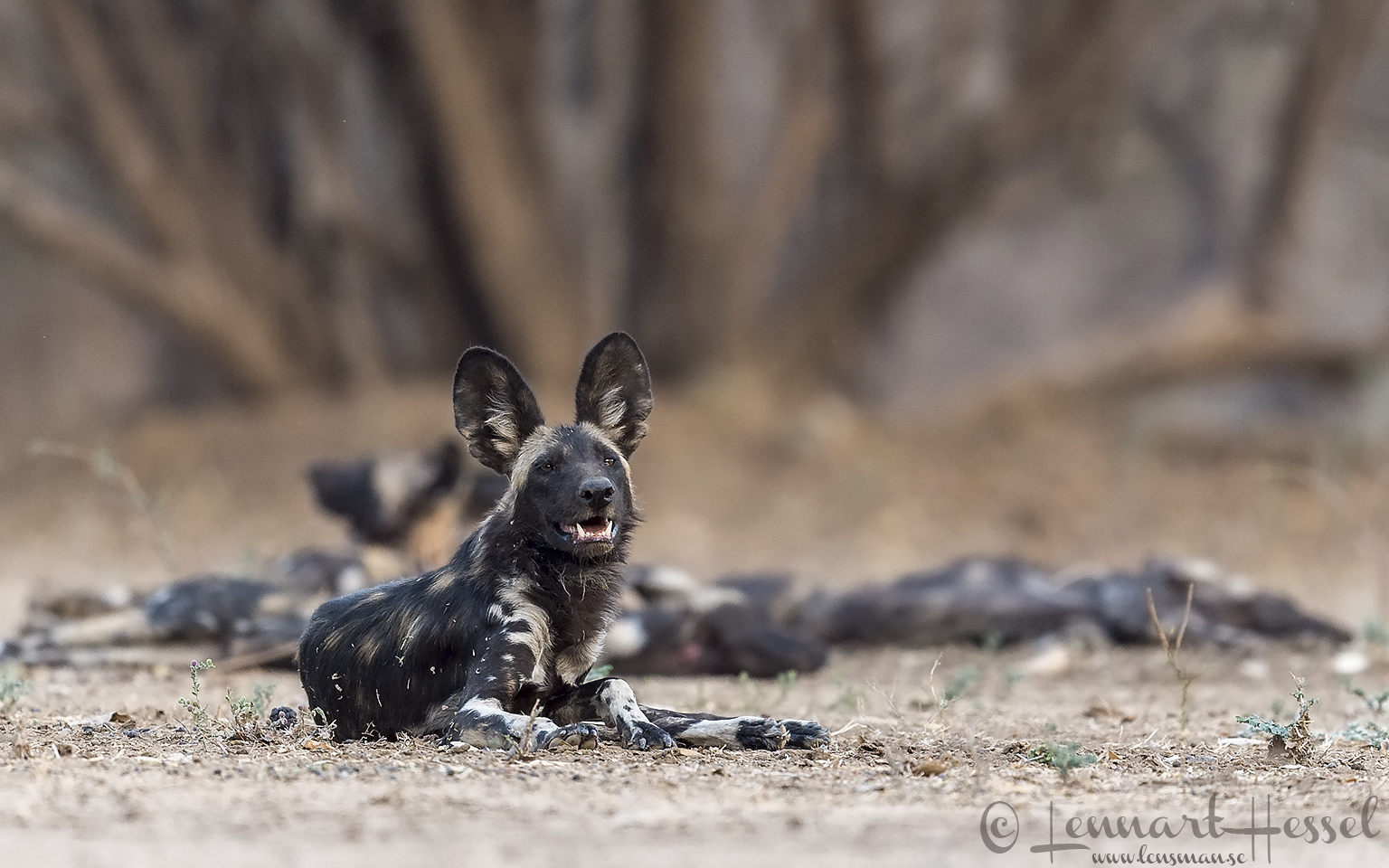 Painted Dogs smile Mana Pools National Park