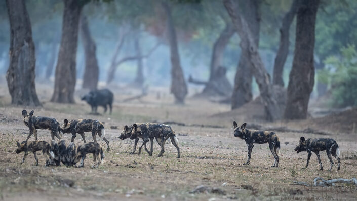 Painted Dogs and Dagha Boy "the hunt" Mana Pools National Park