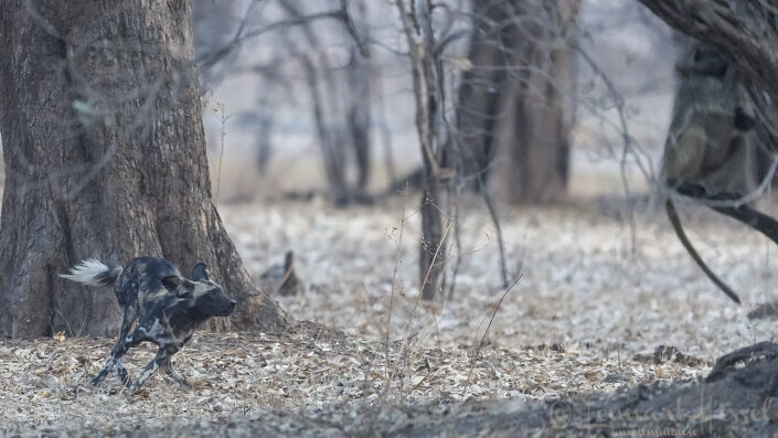 Hunting Painted Dog "the hunt" Mana Pools National Park