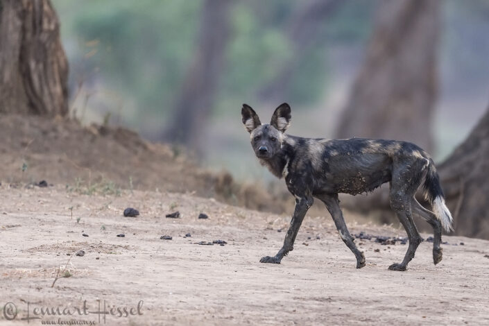 Painted Dog look "the hunt" Mana Pools National Park
