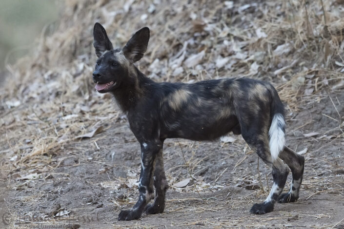 Painted Dog pup "the hunt" Mana Pools National Park