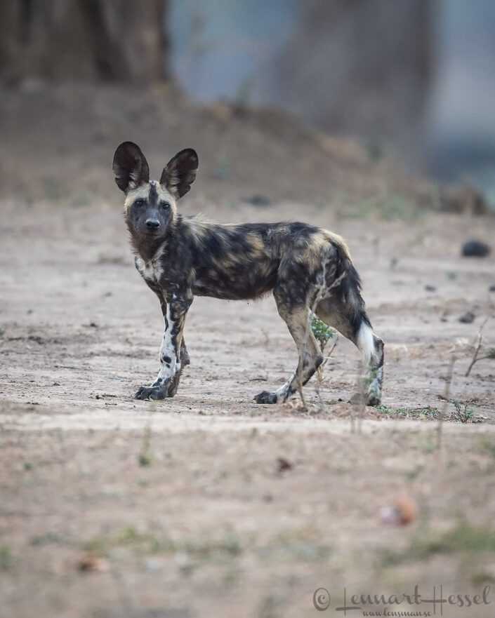 Painted dog pup "the hunt" Mana Pools National Park