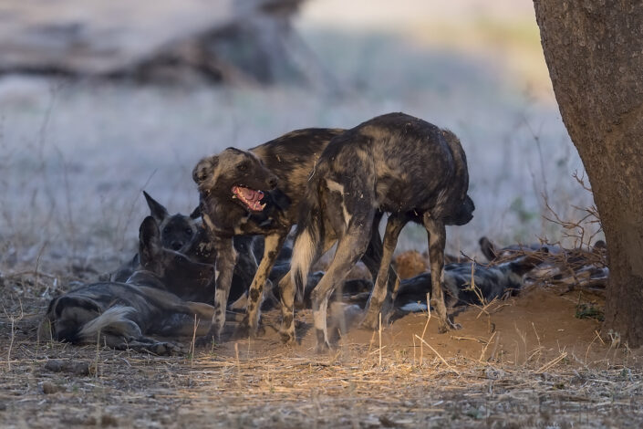 Painted Dog greet "the hunt" Mana Pools National Park