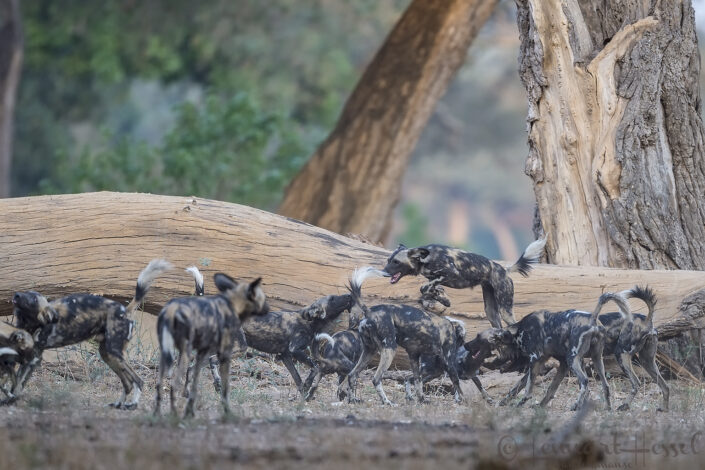 Jumping Painted Dog "the hunt" Mana Pools National Park