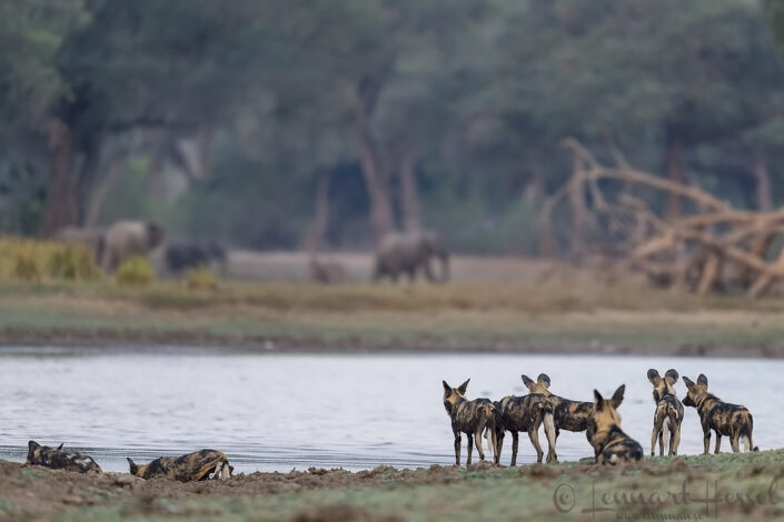 Painted Dogs, water and elephants "the hunt" Mana Pools National Park