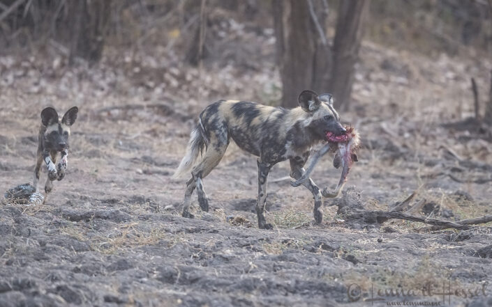 Painted Dog with kill and joyous pup "the hunt" Mana Pools National Park