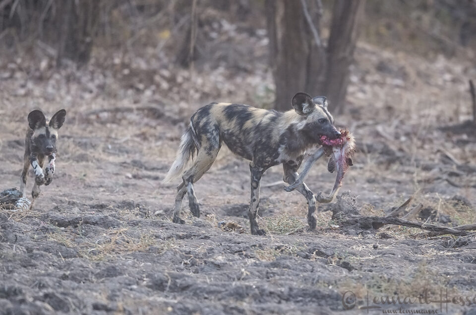 Painted Dog with kill and joyous pup "the hunt" Mana Pools National Park