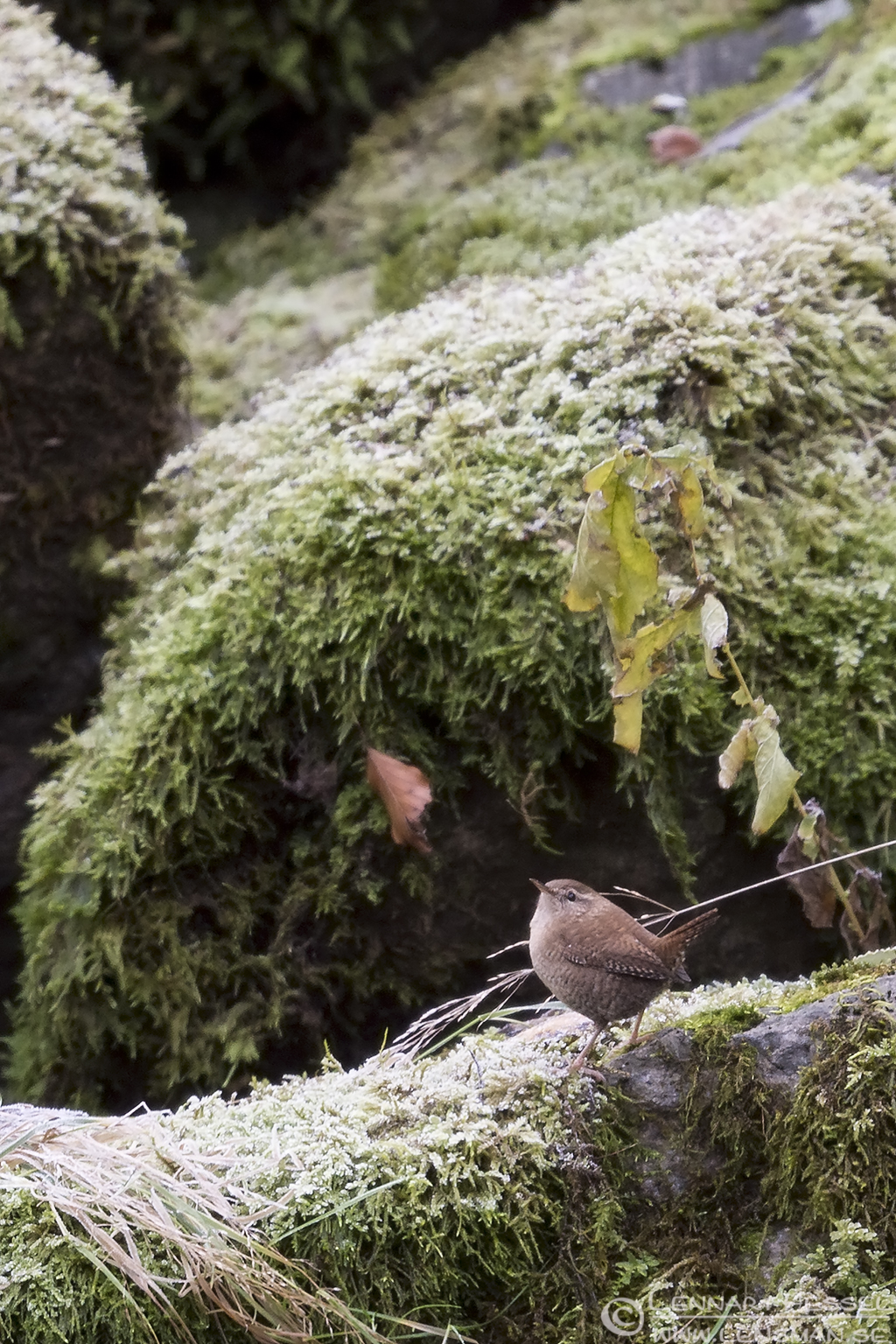 151121 Eurasian wren Eurasian wren flying