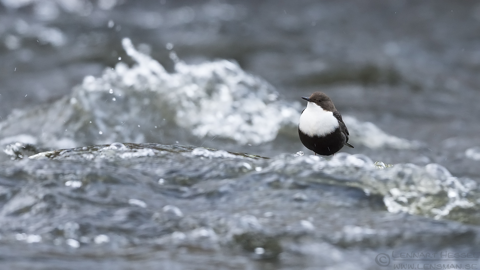 160106 White-throated Dipper in the rapids White-throated Dipper change