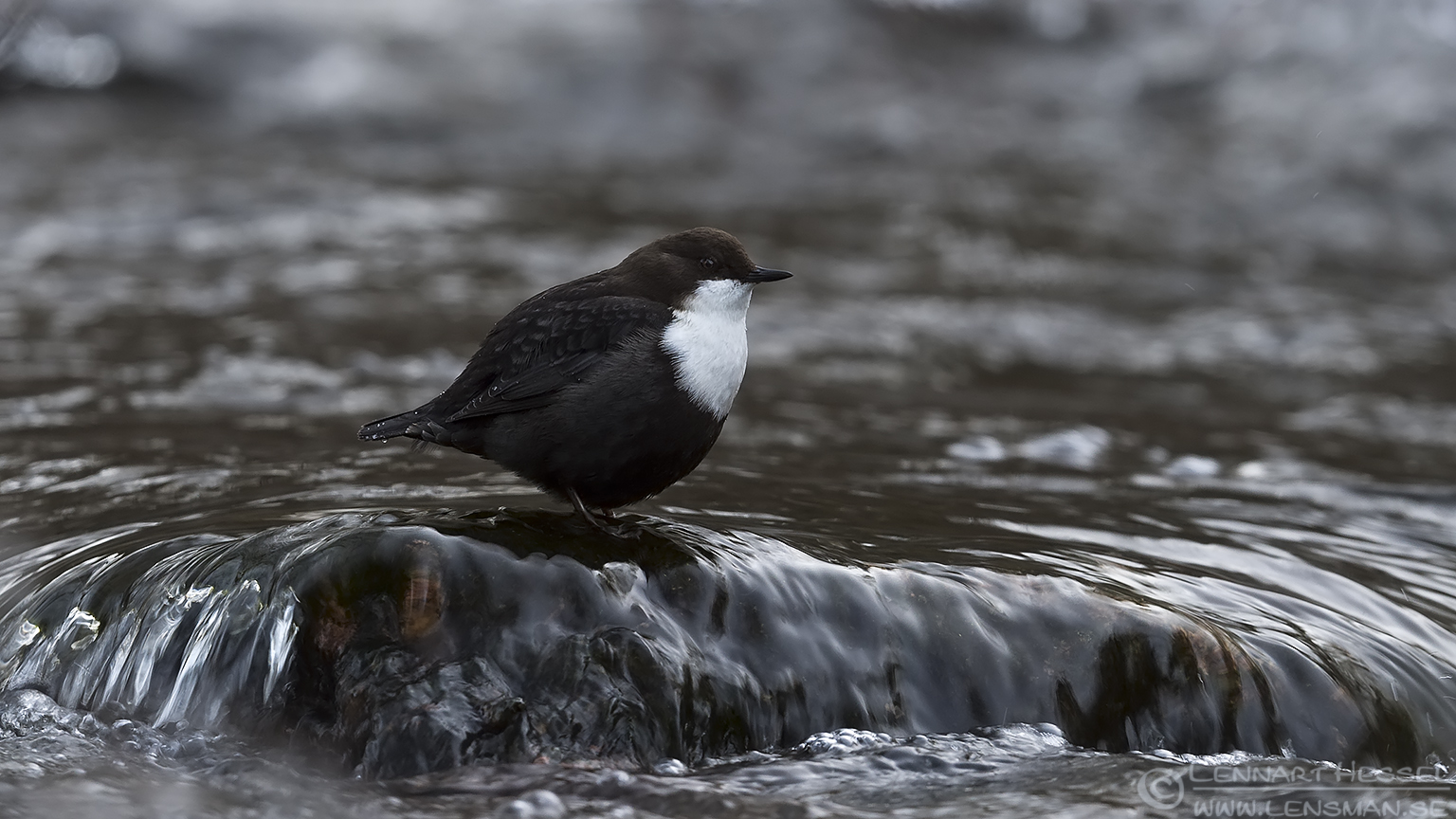 160106 White-throated Dipper side view White-throated Dipper change