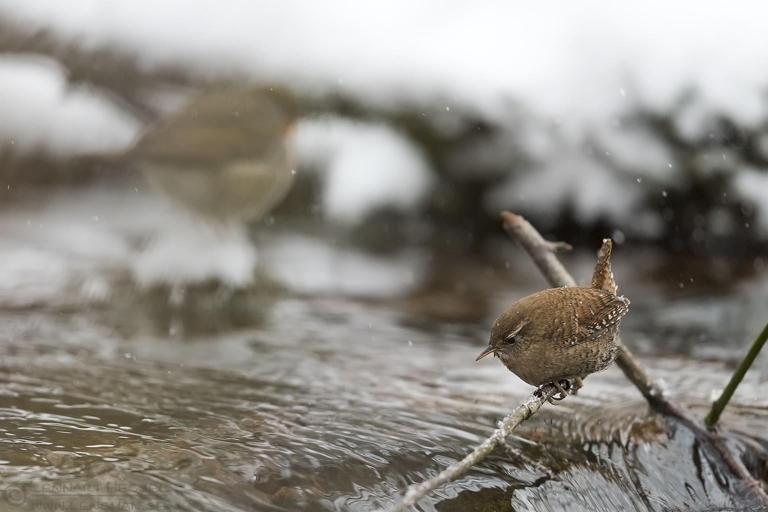160108 Eurasian Wren and European Robin Eurasian wren & European Robin water mirror