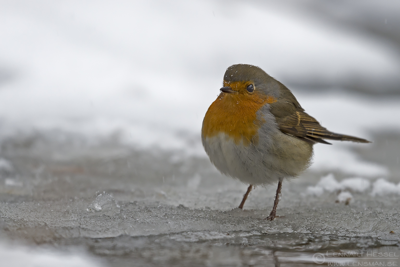160108 European Robin European Robin water mirror
