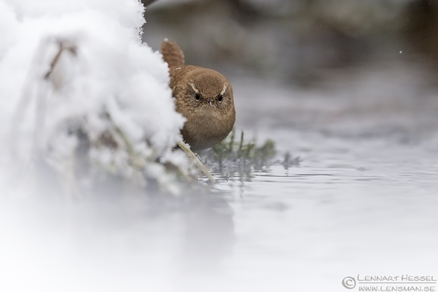 160109 Eurasian Wren peek-a-bo Eurasian wren peek-a-bo water mirror