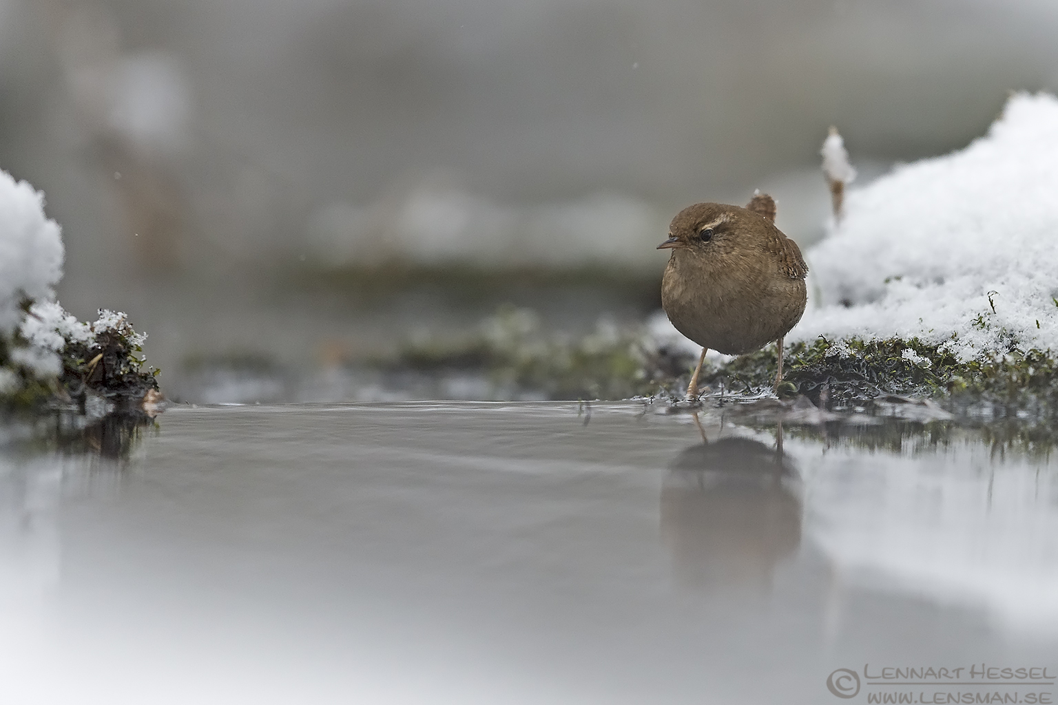 Eurasian wren water mirror