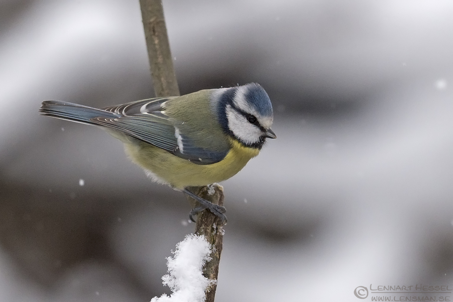 160109 European Blue Tit European Blue Tit water mirror