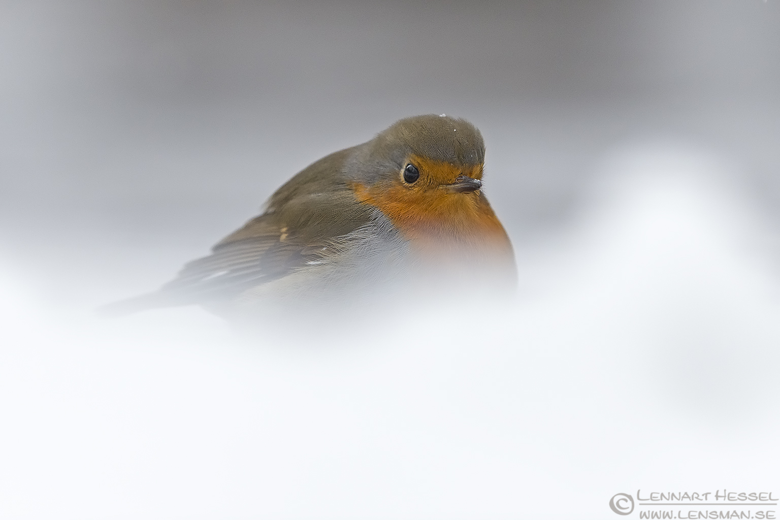 160109 European Robin Eureopean Robin water mirror