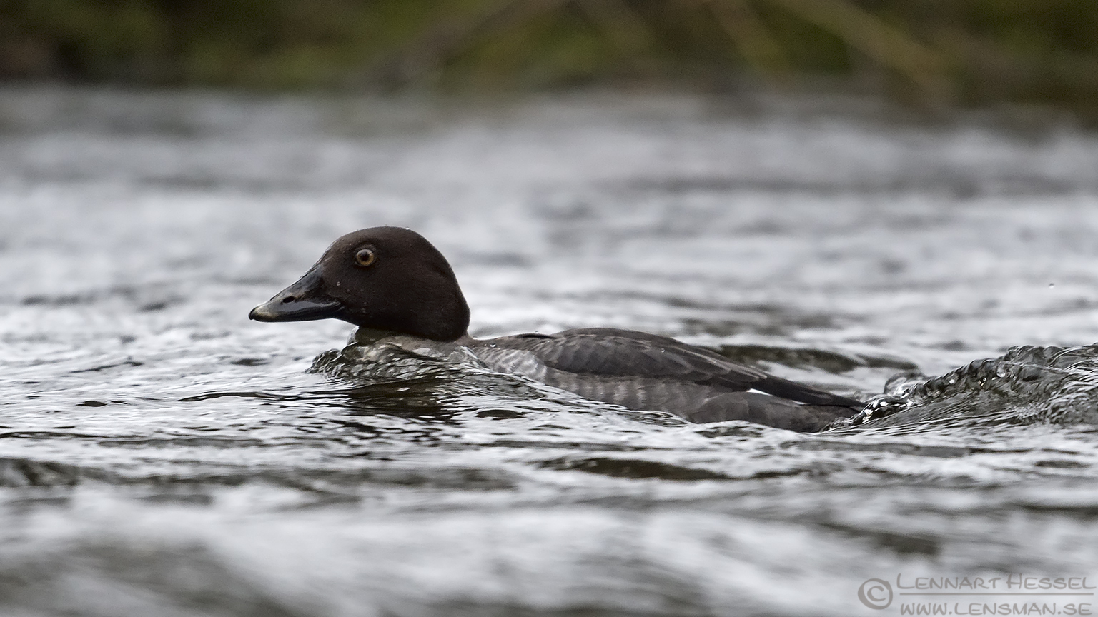 160110 Common Goldeneye Common Goldeneye female water mirror