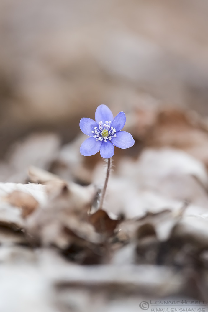 Common Hepatica sunny