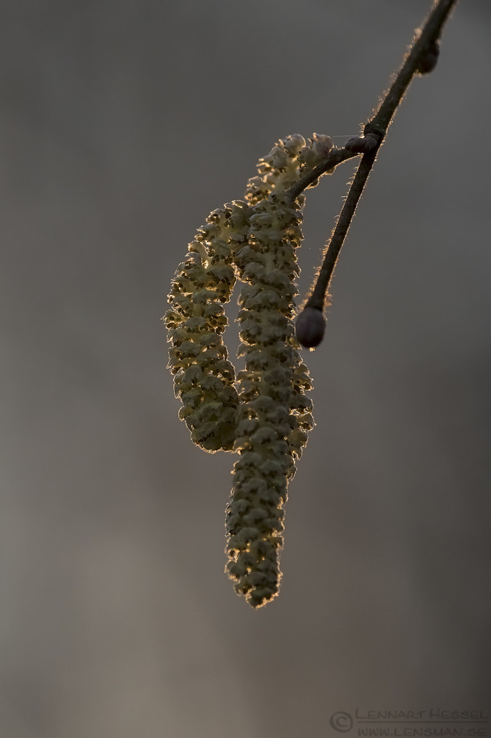 Common Hazel sunny