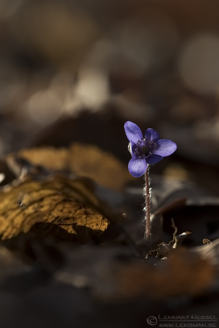 Common Hepatica sunny