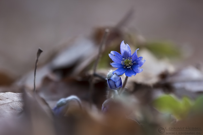Common Hepaticas sunny