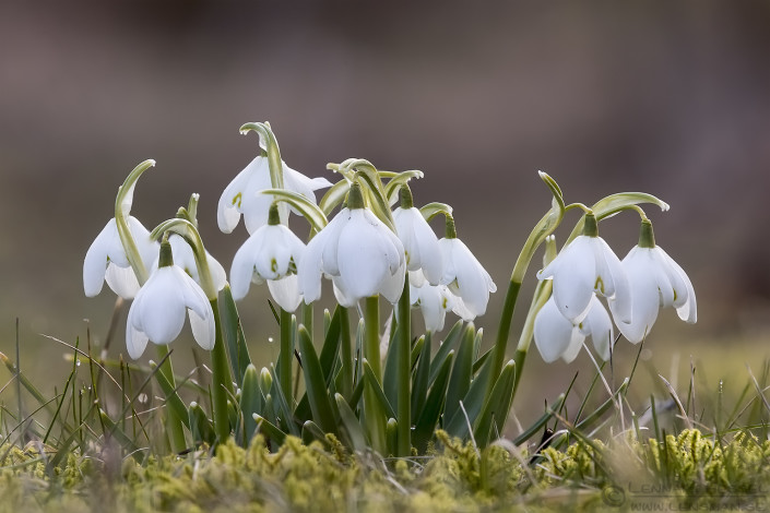 Common Snowdrops sunny