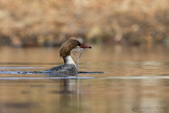 Female Goosander sunny