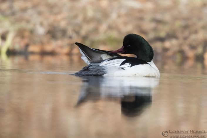 Male Goosander sunny