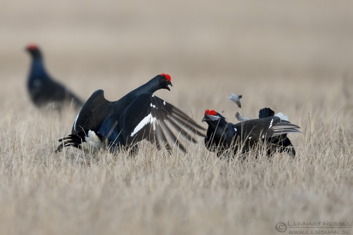 160327 Black Grouse feathers Black Grouse fierce