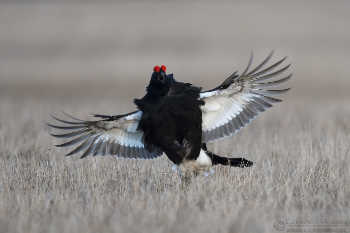 160327 Black Grouse landing Black Grouse fierce