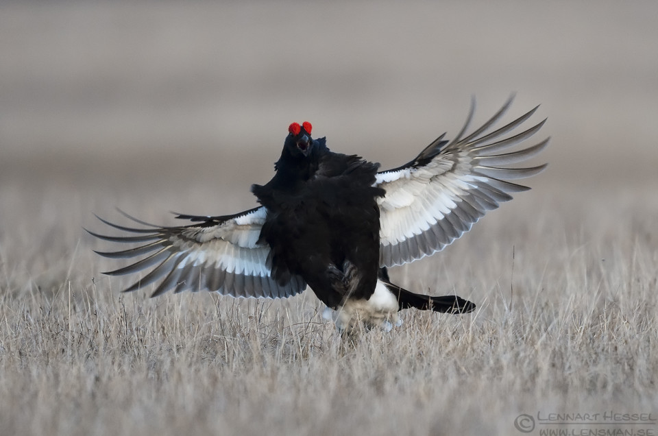 Black Grouse fierce